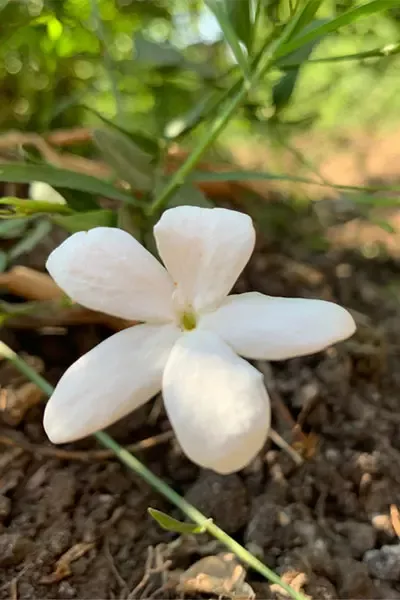 Jasmine harvest
