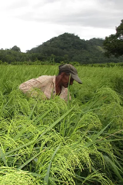 Working in rice field