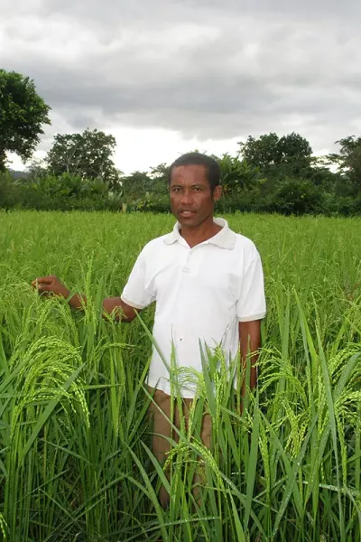 Working in rice field