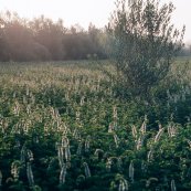 Mint field