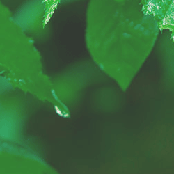 givaudan logo