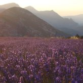 Sun on lavender field