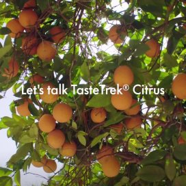 instagram post Citrus and beer is a mode