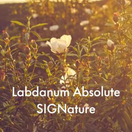 instagram post The Givaudan Fragrance In