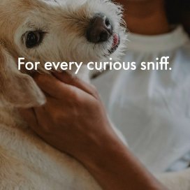 instagram post Curious noses, happy wags