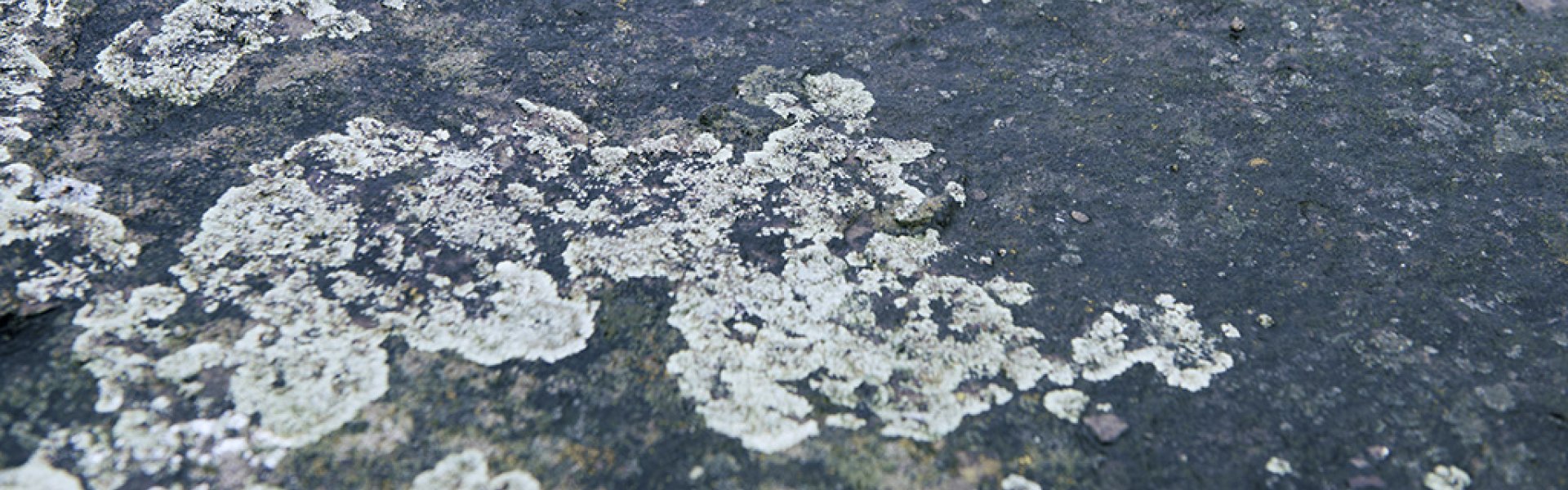 Givaudan