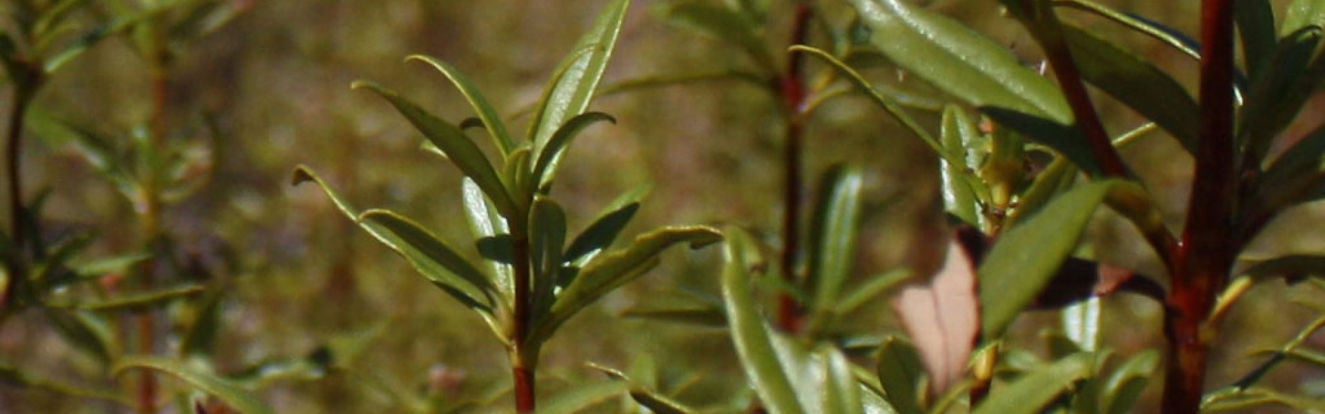 Cistus Labdanum