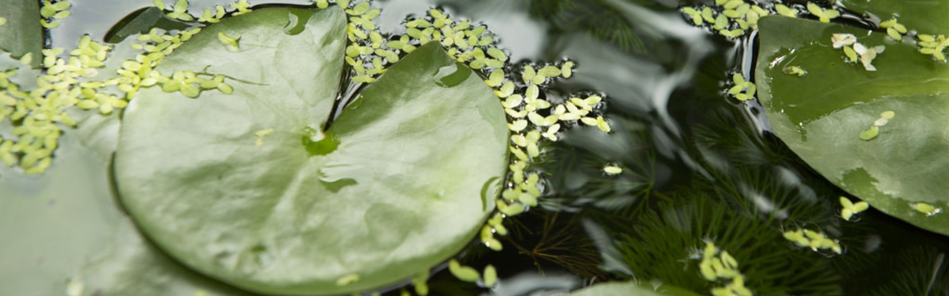 Givaudan Story
