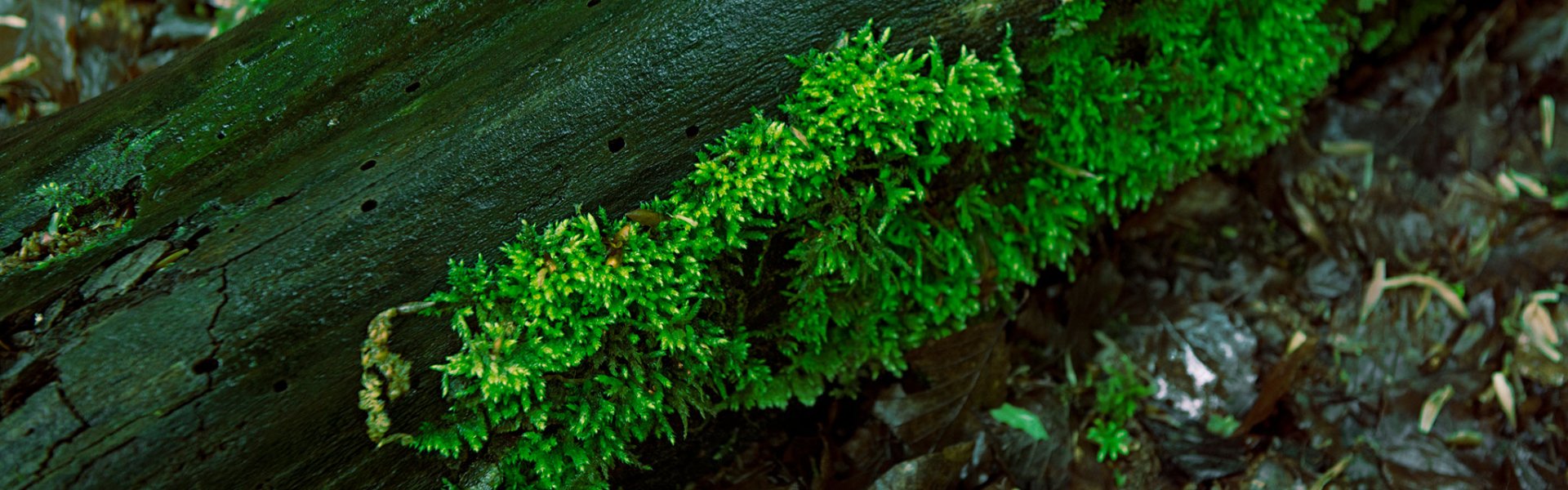 Givaudan