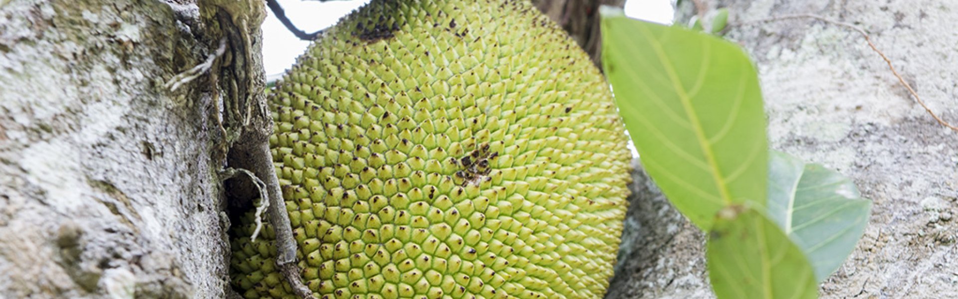 Givaudan