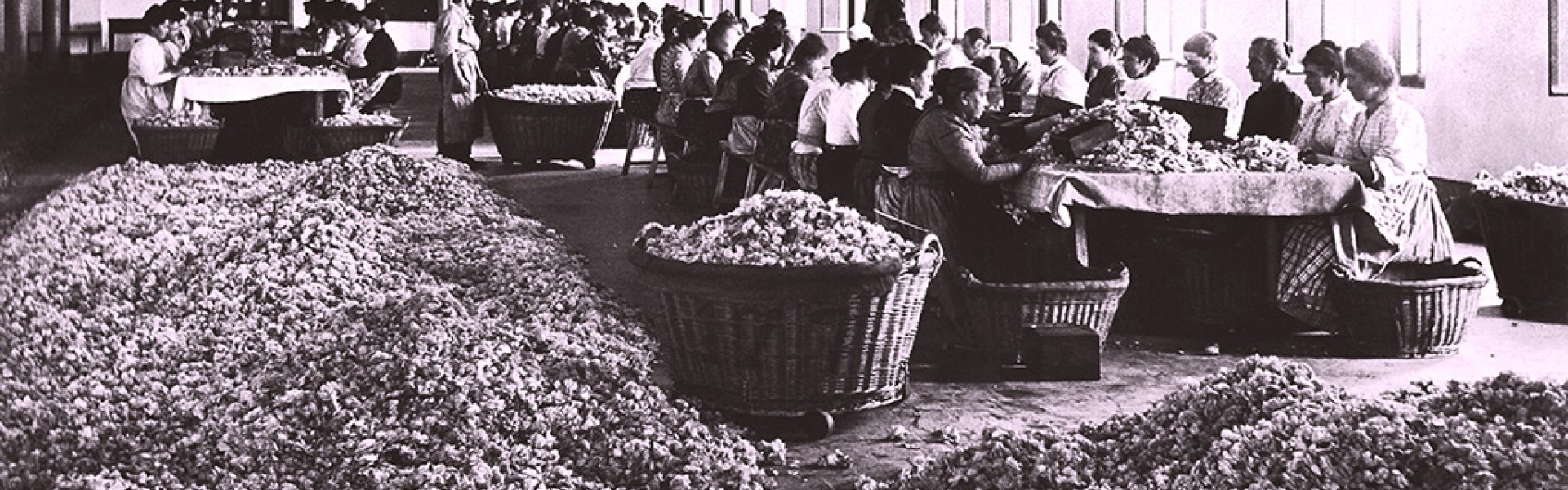 Collecting roses in Grasse, early 20th Century