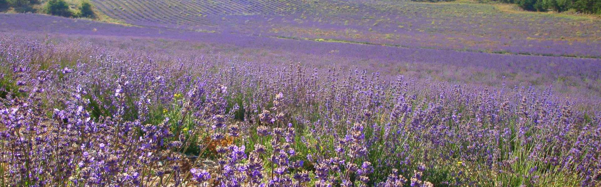Lavender fields